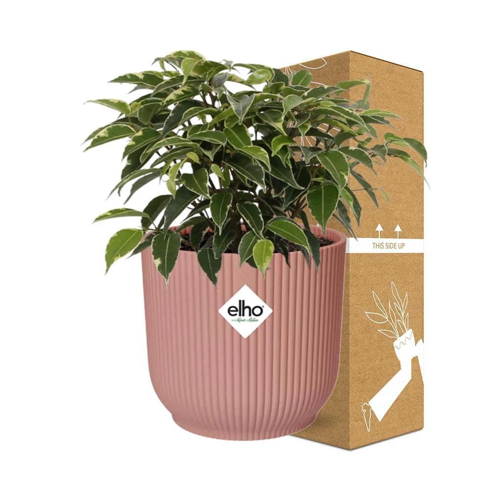 Ficus Benjamina Kinky in ELHO Vibes Fold 14 cm pink von MEERgroothandel Planten