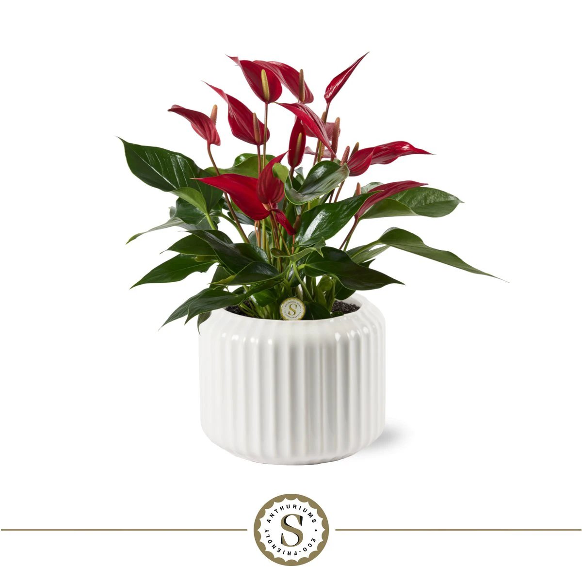 Bologna White Roja by Blooming Luxury