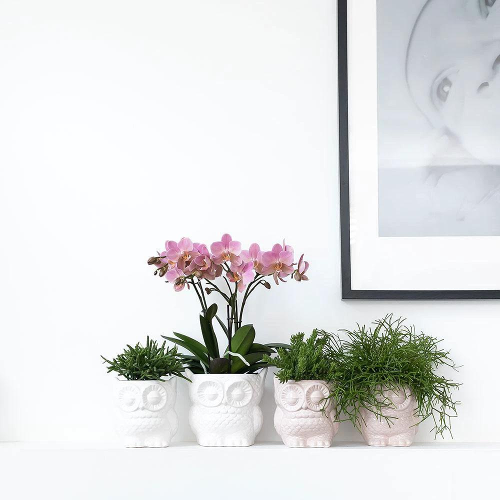 Hummingbird Home | Owl flower pot - Nude colored ceramic decorative pot - pot size Ø6cm by Kolibri Company