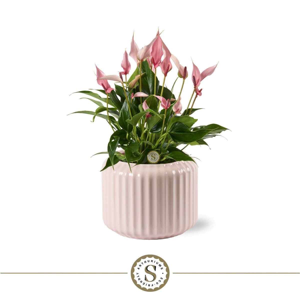Bologna Pastel Pink Lilli by Blooming Luxury