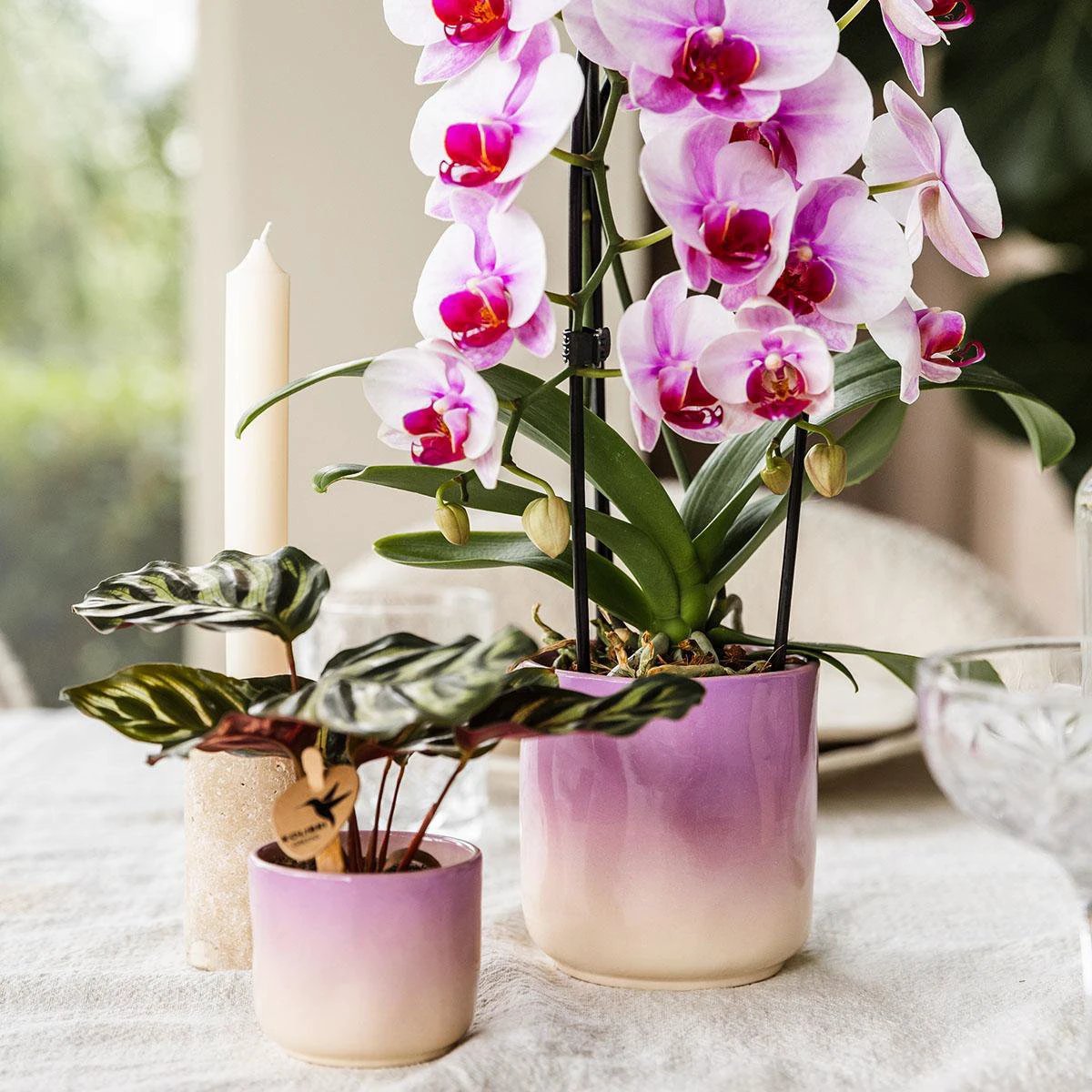 Kolibri Home | Gradience sierpot - Purple - Ø9cm by Kolibri Company