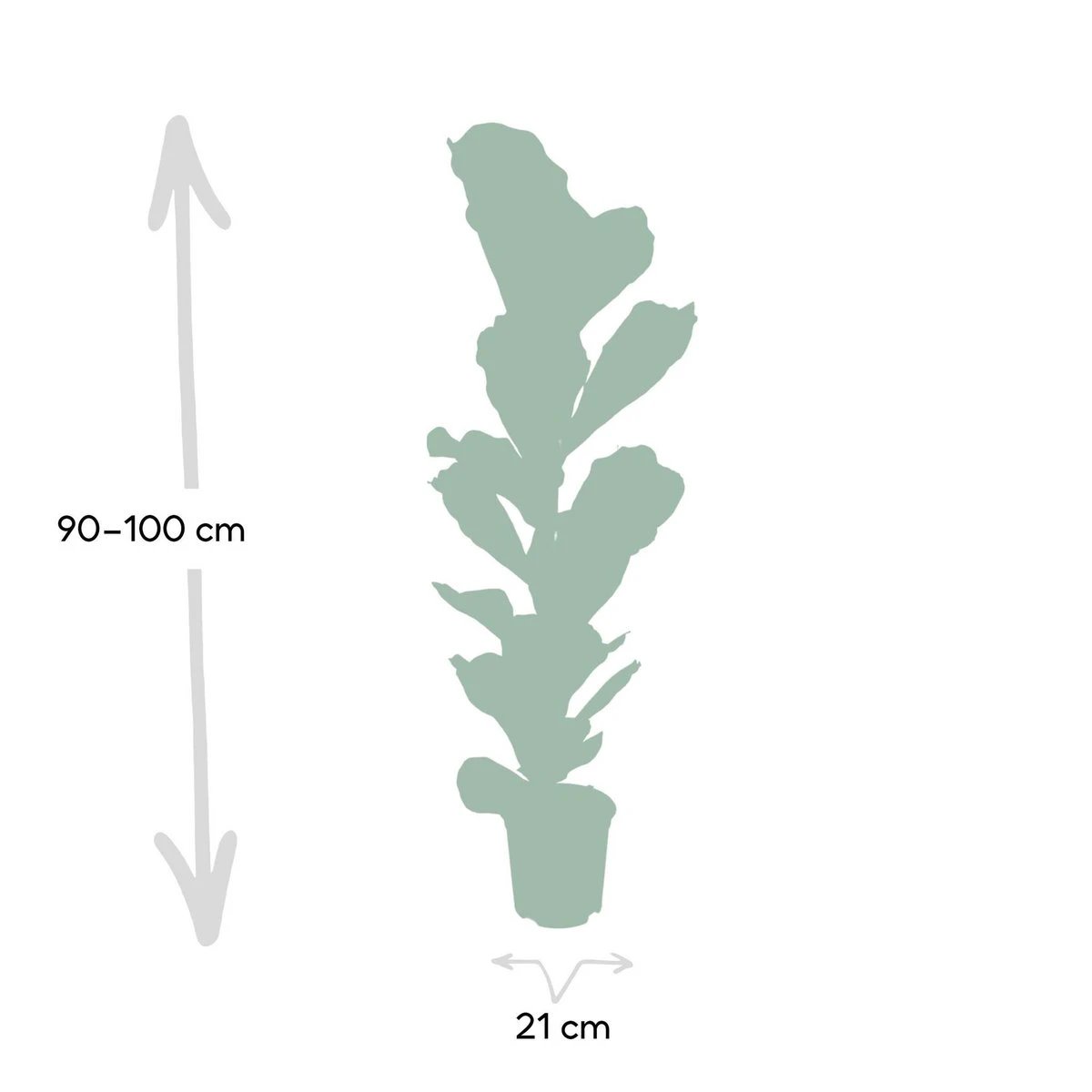 Ficus Lyrata - Rubber plant - Ø21cm - ↕100cm by MEERgroothandel Planten