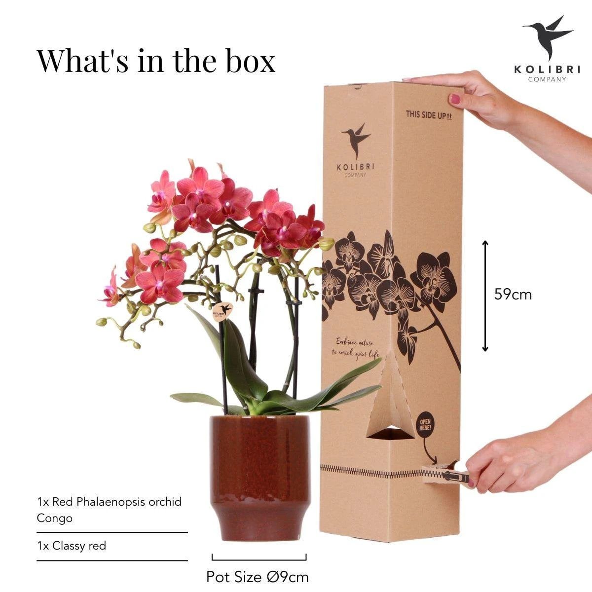 Kolibri-Orchideen | rote Phalaenopsis-Orchidee – Congo + Classy Red – Topfgröße Ø9 cm | blühende Zimmerpflanze – frisch vom Züchter von Kolibri Company