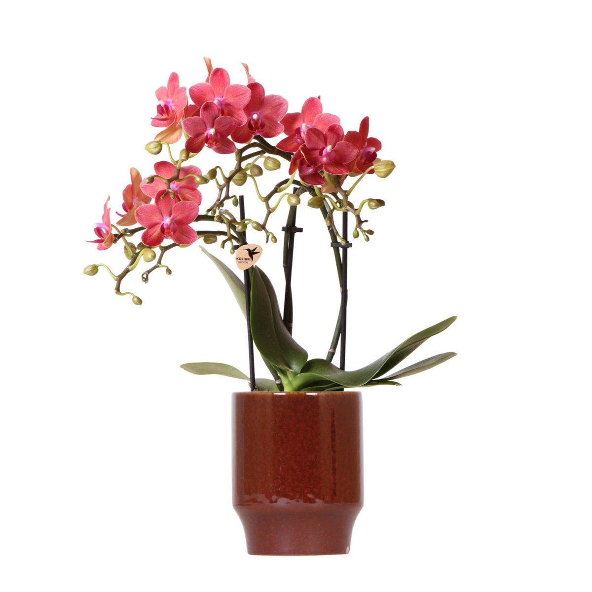 Kolibri Company Kolibri Orchids | rote Phalaenopsis-Orchidee – Congo + Classy Red – Topfgröße Ø9 cm | blühende Zimmerpflanze – frisch vom Züchter von Kolibri Company