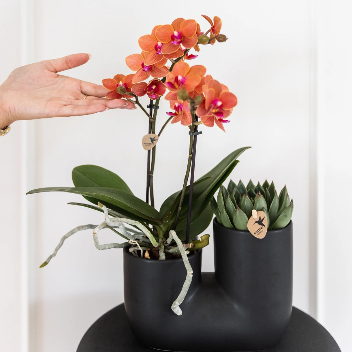 Kolibri Orchids | COMBI DEAL van 4 oranje Phalaenopsis orchideeën - Bolzano - potmaat Ø9cm | bloeiende kamerplant - vers van de kweker by Kolibri Company