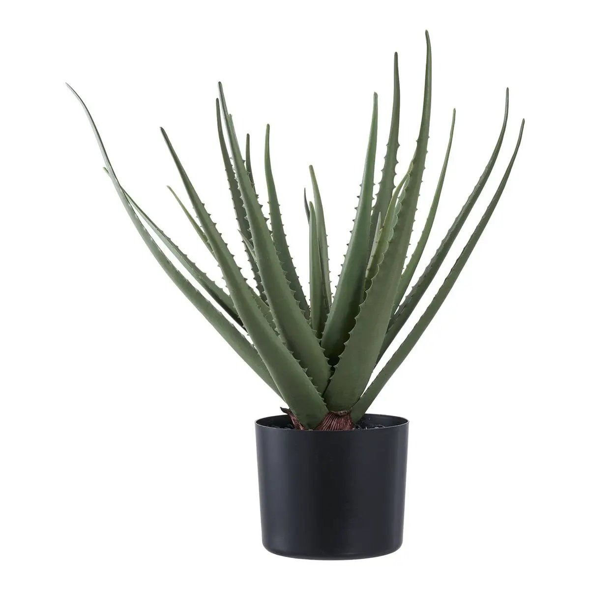 Aloe Vera by EMIRELLE