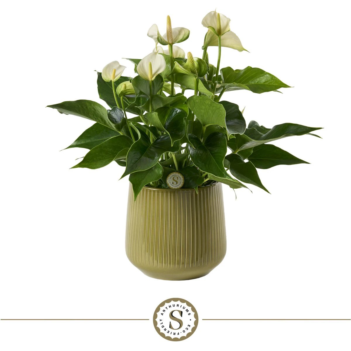 Green White Champion by Blooming Luxury