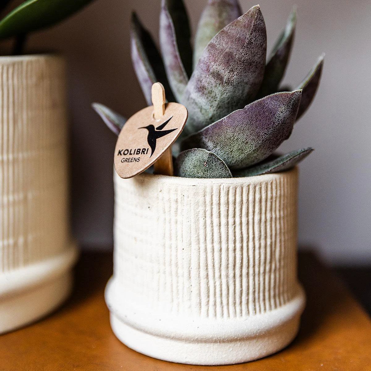 Hummingbirds Home | Bali sierpot - Off White - Ø6cm by Kolibri Company