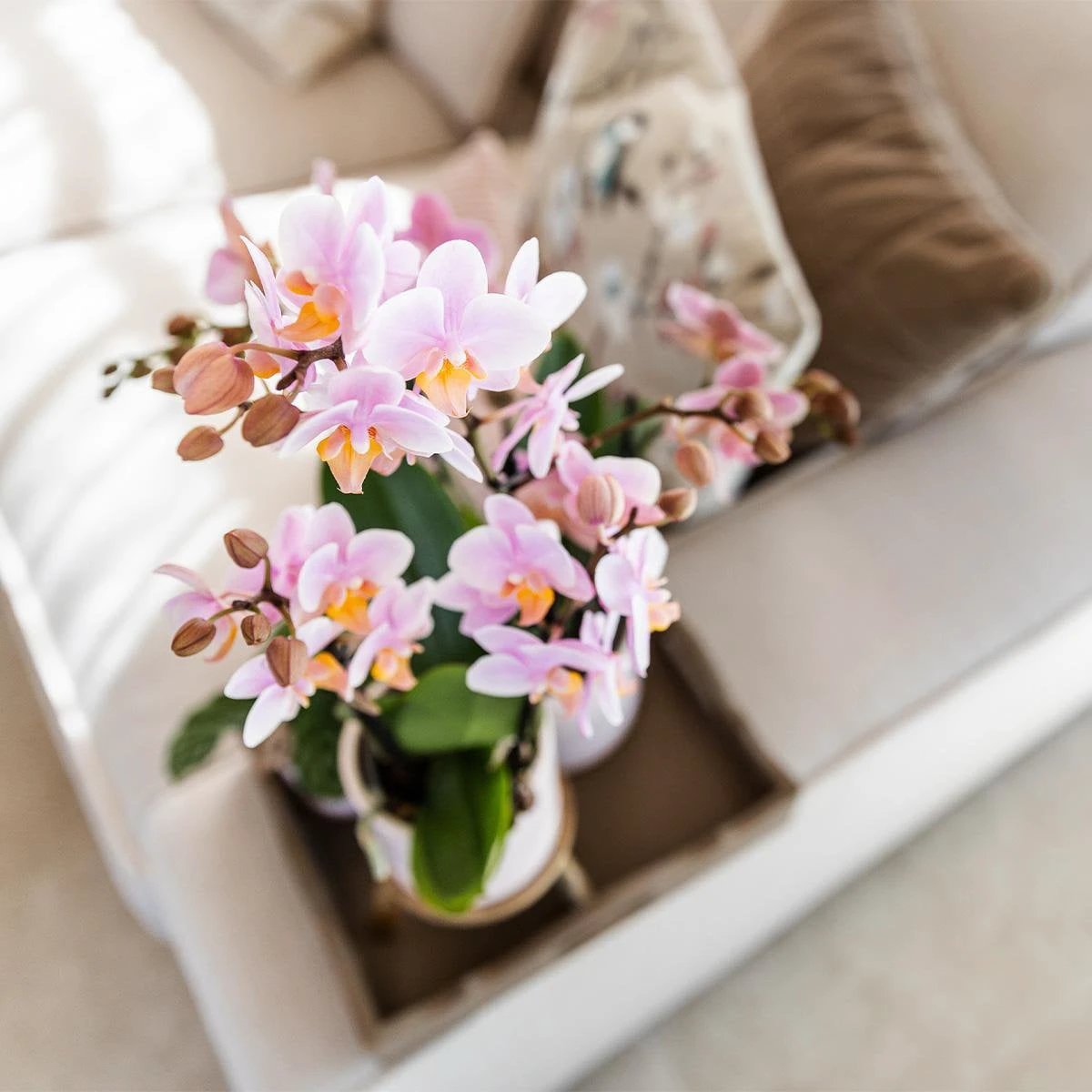 Kolibri-Orchideen | Rosa Phalaenopsis-Orchidee – Andorra + pastellfarbener Topf in Weiß – Topfgröße Ø9 cm | blühende Zimmerpflanze – frisch vom Züchter von Kolibri Company