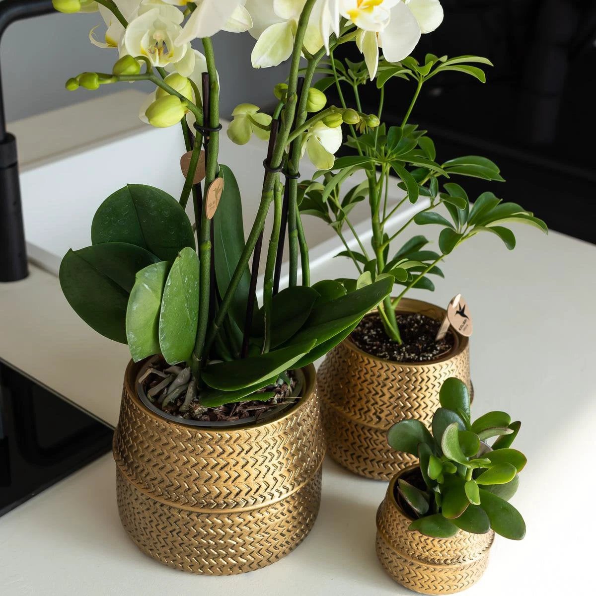 Kolibri Greens | Green Plant - Succulent Crassula Ovata Potmaat Ø9cm | green houseplant - fresh from the grower - Ø9cm by Kolibri Company