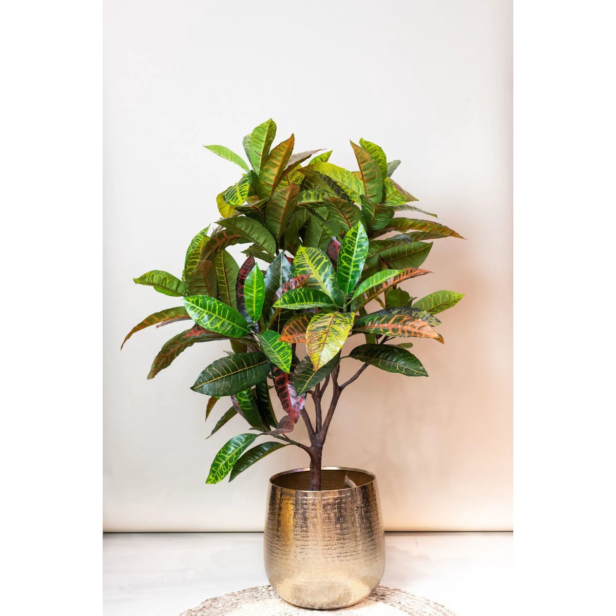 Art plant - Croton Codiaeum - Wonder bush - 120 cm by Green boutiQ