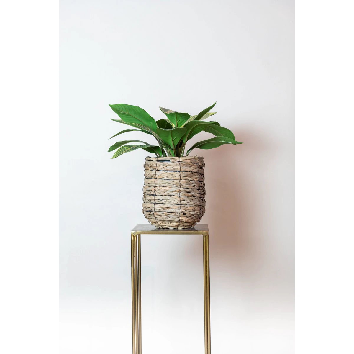 Kunstpflanze – Croton Codiaeum – Wunderstrauch – 38 cm von Green boutiQ
