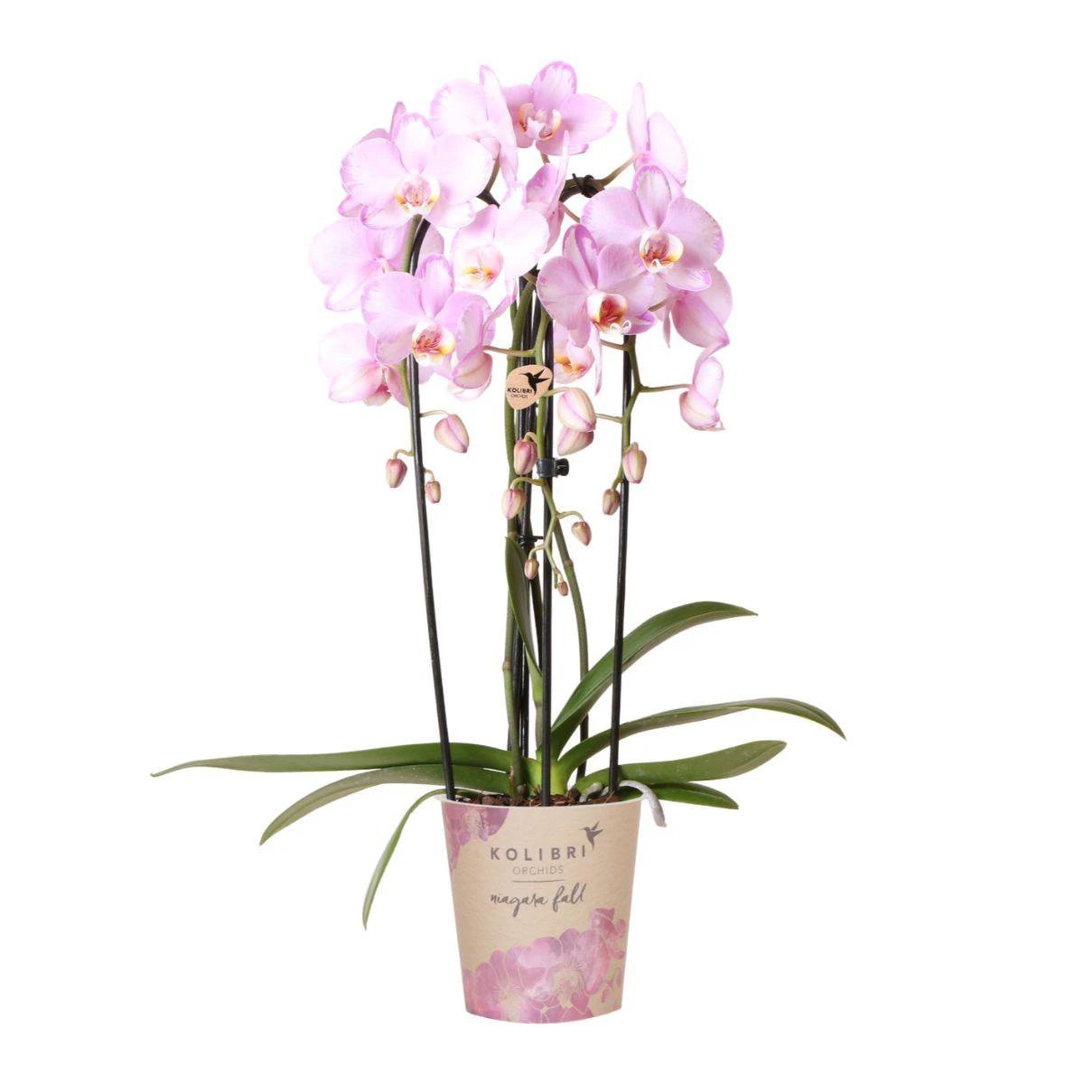 Colibr Orchids | pink Phalaenopis orchid - Nagara Fall - potmate Ø12cm | -driving room plant - freshly from the grower by Kolibri Company