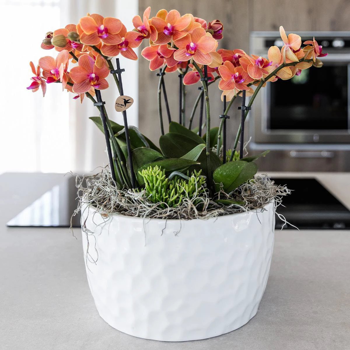 Hummingbird Orchids | orange plant set in Honey dish incl. water reservoir | three orange orchids Bolzano 9cm and three green plants | Jungle Bouquet orange with self-sufficient water reservoir by Kolibri Company