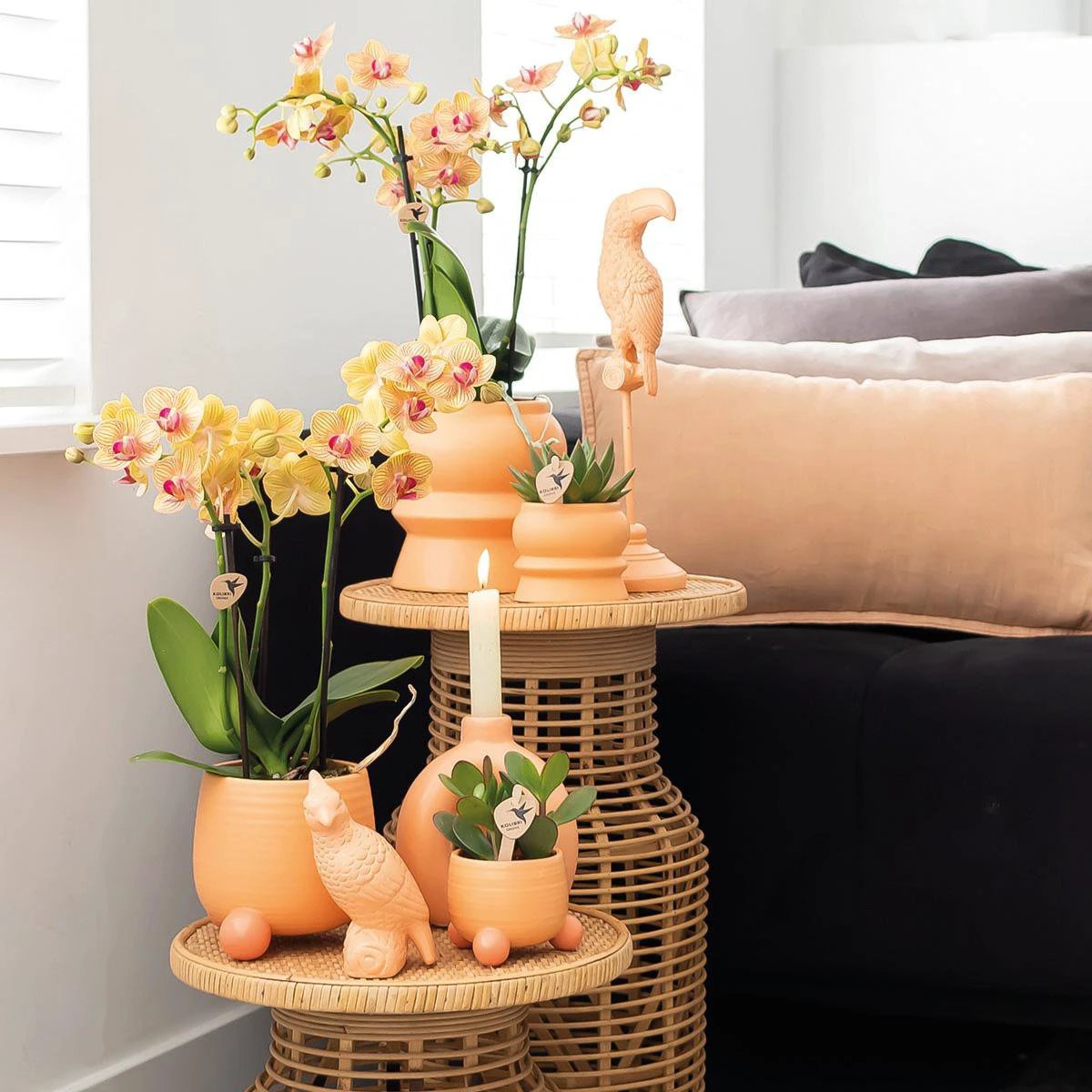Kolibri-Orchideen | Orange Phalaenopsis-Orchidee – Mineral Bolzano + Rolling Peach – Topfgröße Ø9 cm | blühende Zimmerpflanze – frisch vom Züchter von Kolibri Company