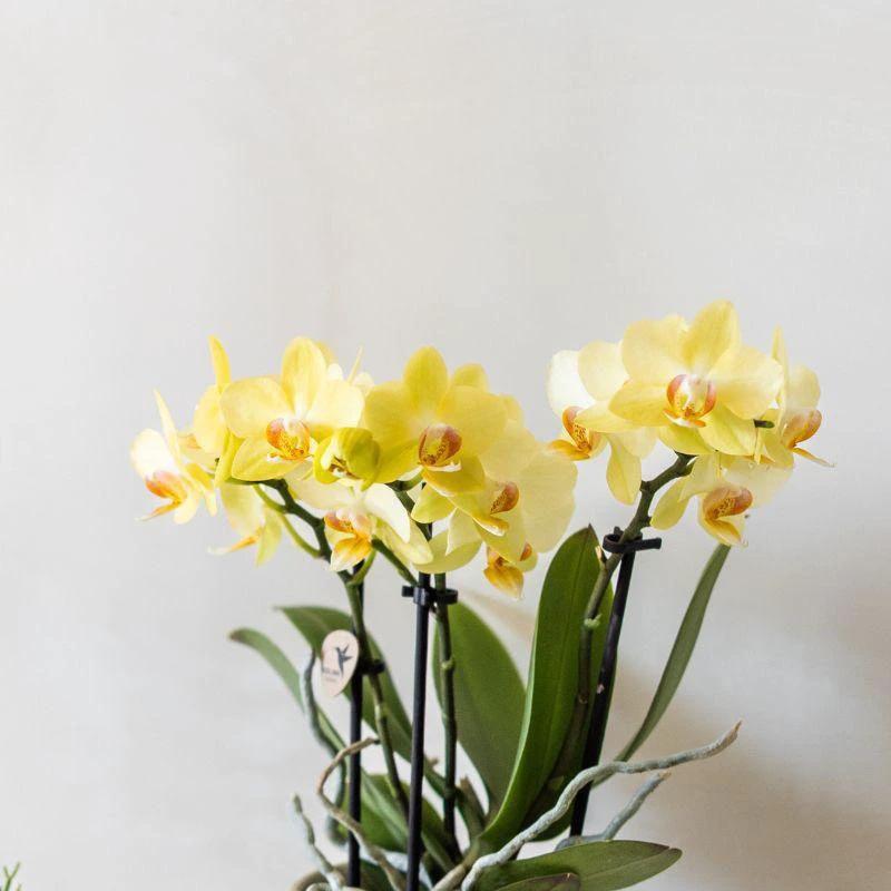 Colibr Orchids | yellow Phalaenopal orchid - Albeng + Painted Stripe pot yellow - potmate Ø9cm | -driving room plant - freshly from the grower by Kolibri Company