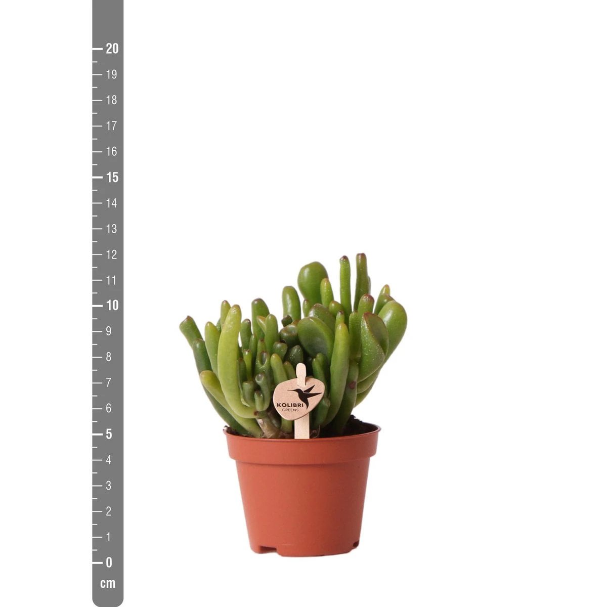 Kolibri Greens | Green Plant - Succulent Crassula Hobbit Pot size Ø6cm | green houseplant - fresh from the grower by Kolibri Company