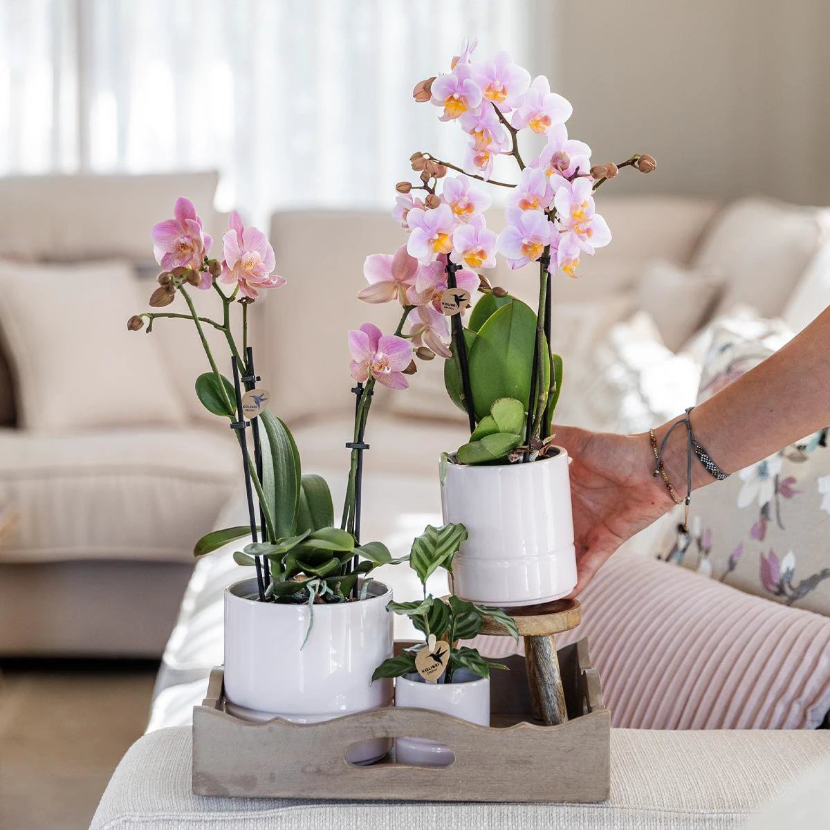 Kolibri-Orchideen | Rosa Phalaenopsis-Orchidee – Andorra + weißer Pastelltopf – Topfgröße Ø9 cm | blühende Zimmerpflanze – frisch vom Züchter von Kolibri Company