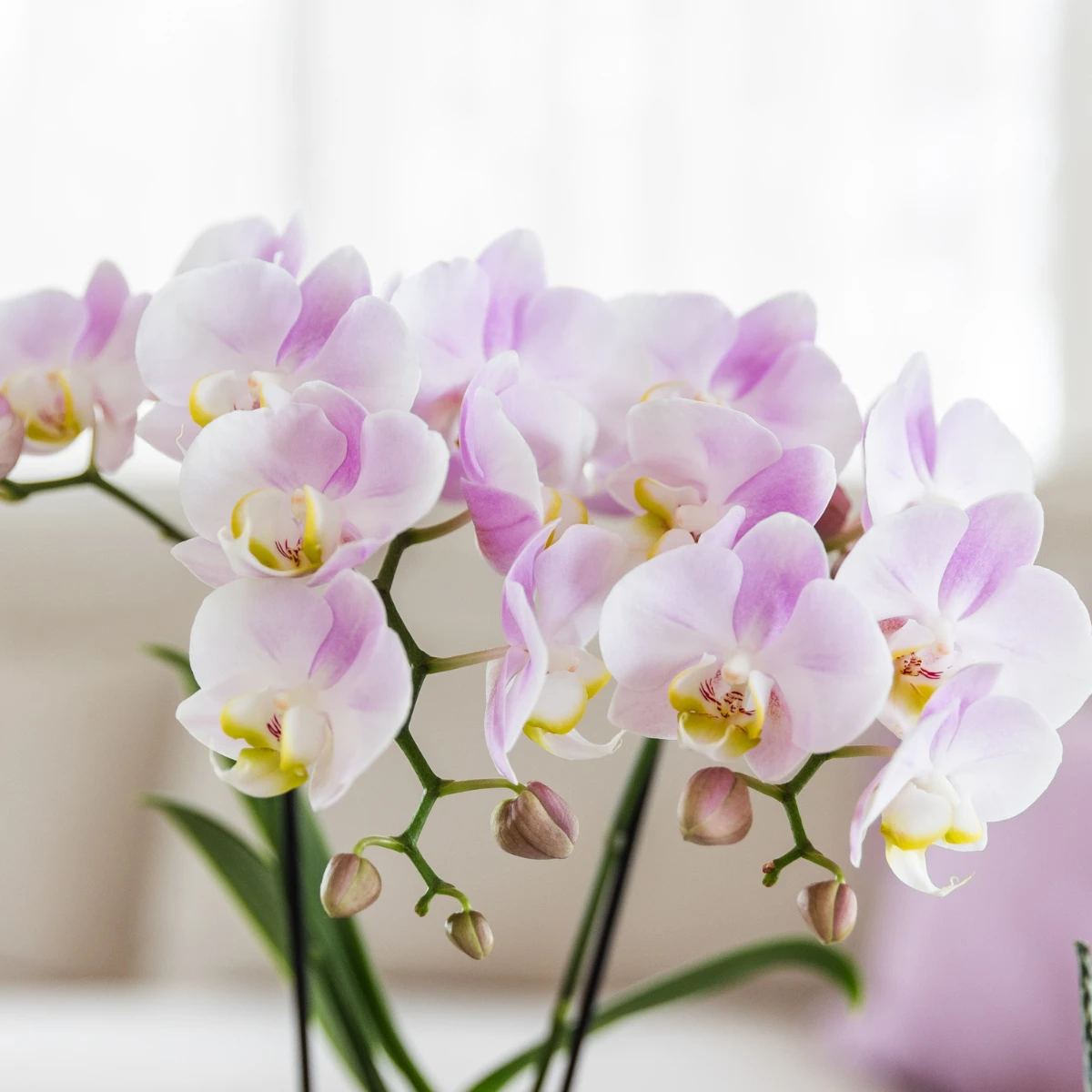 Kolibri Orchids | Gift Set Mother's Day Big | Green plant with pink phalaenopsis orchid in simplicity decorative pots pink on bamboo plage by Kolibri Company