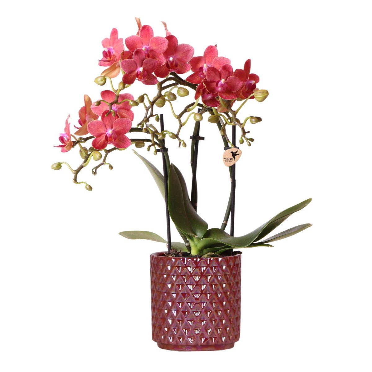 Kolibri Orchids | rode phalaenopsis orchidee Congo + Diamond Pearl Pot rood - potmaat Ø9cm | bloeiende kamerplant - vers van de kweker by Kolibri Company