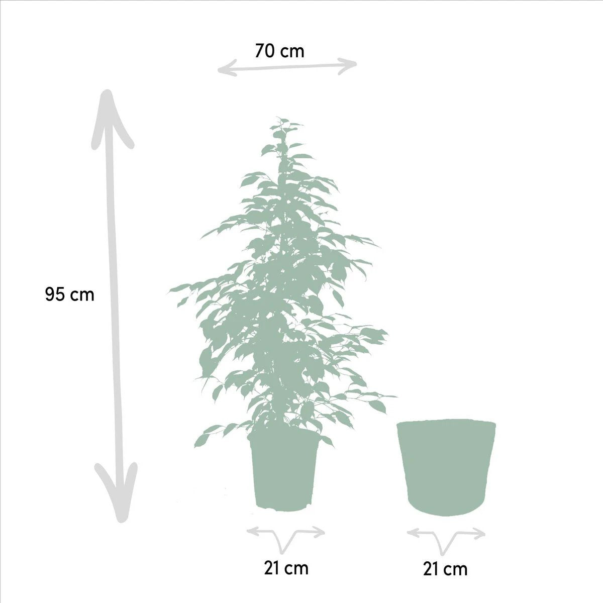 Ficus benjamina Goldenking – ↨95 cm – Ø21 cm + Korb Igmar von MEERgroothandel Planten