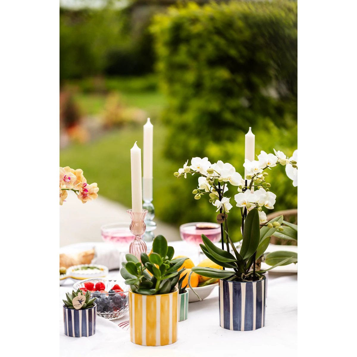 Hummingbird Greens | Mix of green plants + Painted Stripe decorative pots - pot size Ø9cm & Ø6cm | flowering houseplants - fresh from the grower by Kolibri Company