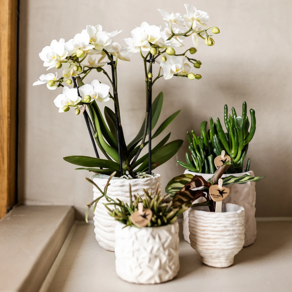Kolibri Home | Star Fish sierpot - Off White - Ø9cm by Kolibri Company