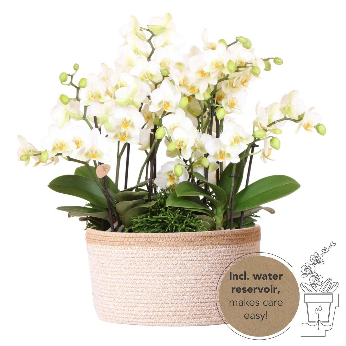 Kolibri Orchids | white plant set in Cotton basket incl. Water reservoir | Three white orchids Lausanne 9cm and three green plants | Jungle Bouquet White with self -sufficient water reservoir by Kolibri Company
