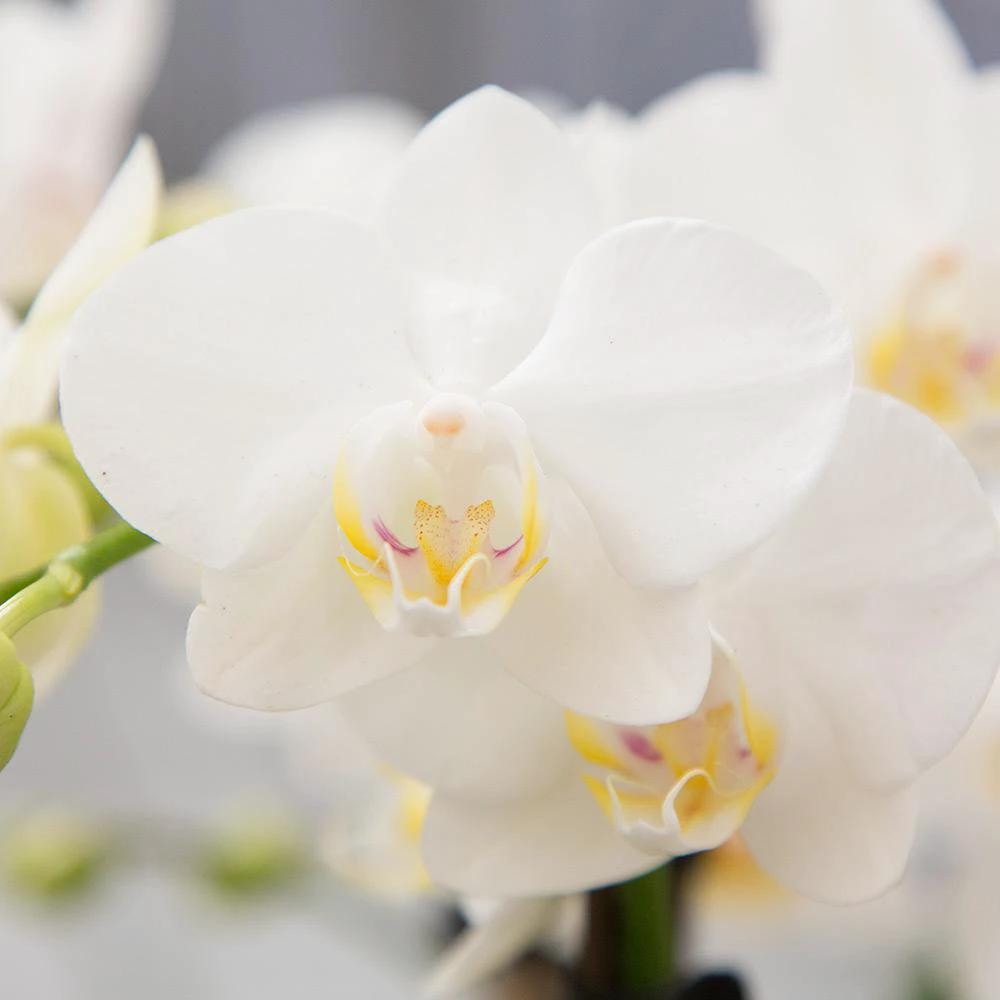 Kolibri Company | Geschenkset Inner Retreat | Pflanzenset mit weißer Phalaenopsis-Orchidee und Sukkulenten inkl. keramischer Dekotöpfe von Kolibri Company