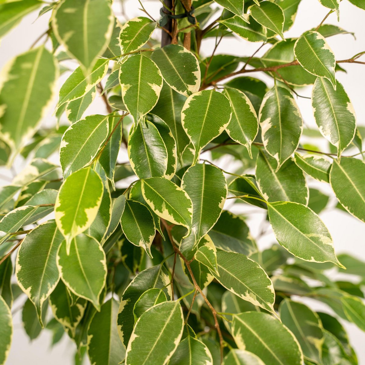 Ficus benjamina Goldenking - ↨95cm - Ø21cm + Topf Mayk Lead von MEERgroothandel Planten