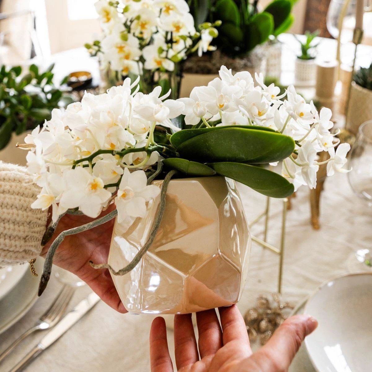 Hummingbird Orchids | White orchid 'Nazaré' + Pearl jewelry pot Travertine - pot size Ø9cm | blooming houseplant - fresh from the grower by Kolibri Company