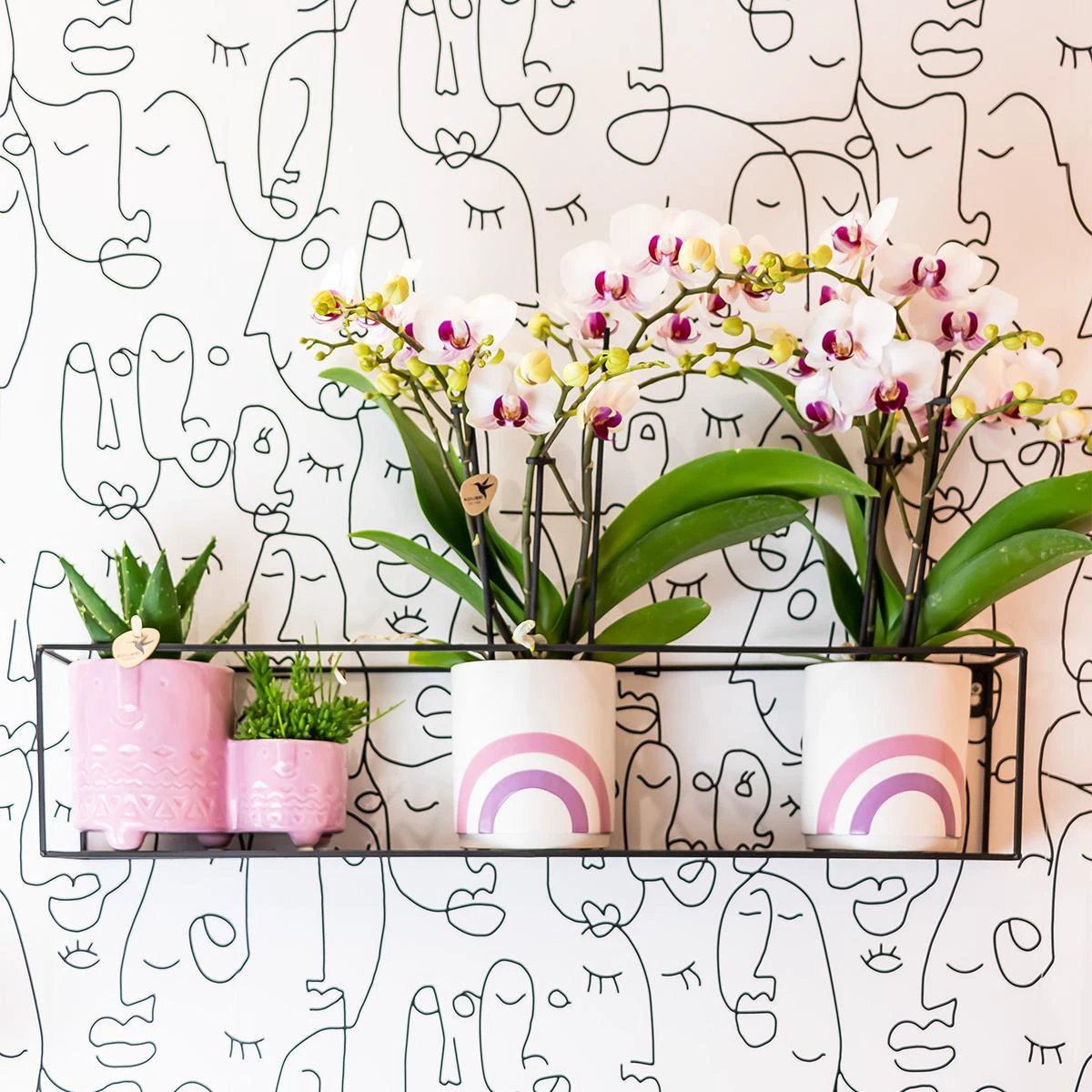 Colibr Orchids | white Phalaenopis orchid pot measure Ø9cm | Gibraltar | -driving room plant - freshly from the grower by Kolibri Company