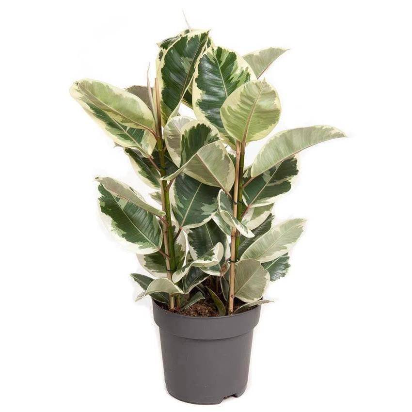 Ficus Elastica Tineke - Ø27cm - ↕100cm by MEERgroothandel Planten