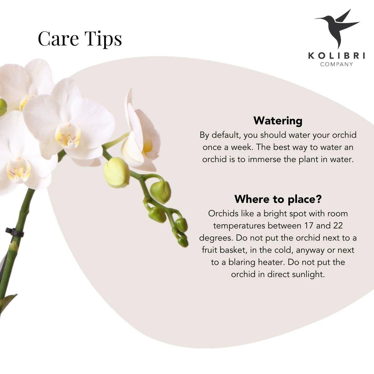 Colibr Orchids | weiße Phalaenopsis-Orchidee – Amabilis + Sky-Topf – Topfmaß Ø9 cm | blühende Zimmerpflanze im Blumentopf – frisch vom Züchter von Kolibri Company