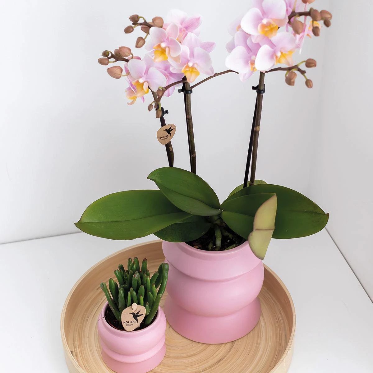 Colibr Orchids | KOMBI-ANGEBOT mit 2 rosa Pharse-Orchideen – Andorra – passender Topf Ø9 cm | – Pflanze fürs Wohnzimmer – frisch vom Züchter von Kolibri Company