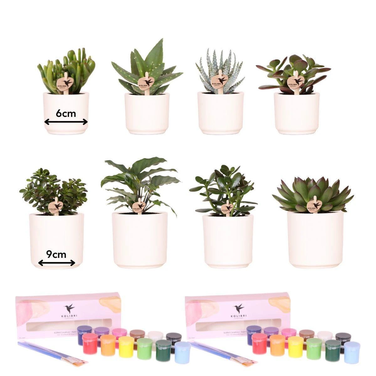 Kolibri Creatives | Paint package for painting 8 flower pots + succulents For at least 4 people Creative visionary by Kolibri Company