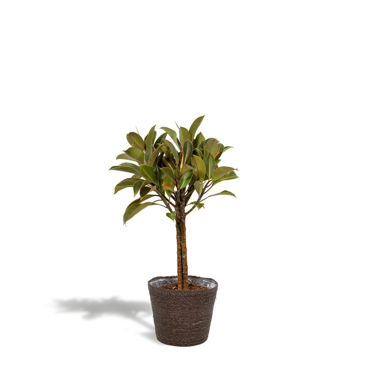 Ficus elastica Melany Stamm - ↨90cm - Ø21cm + Korb Igmar von MEERgroothandel Planten