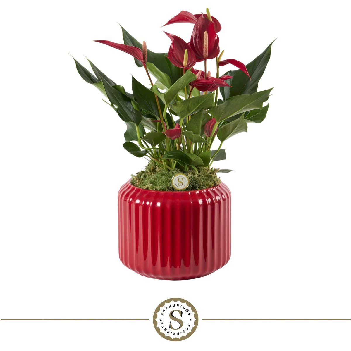 Bologna Dark Red Roja by Blooming Luxury