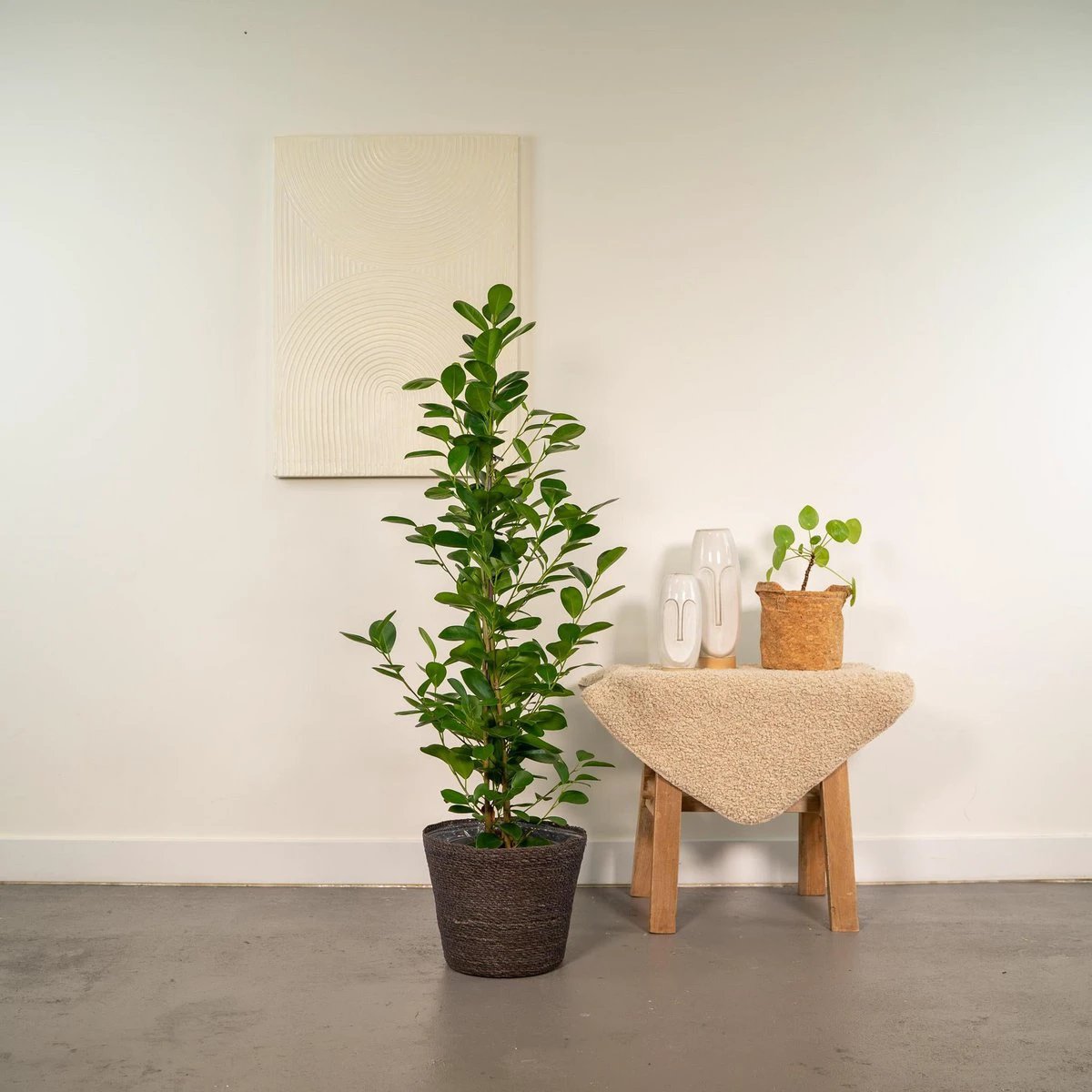 Ficus microcarpa Moclame - ↨95 cm - Ø21 cm + Korb Igmar von MEERgroothandel Planten