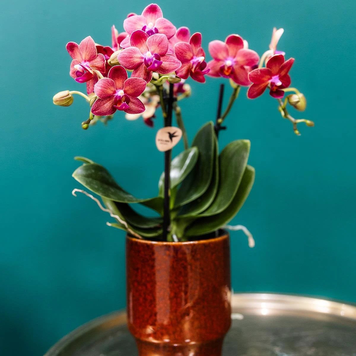 Hummingbird Home | Classy red - Ø9cm by Kolibri Company