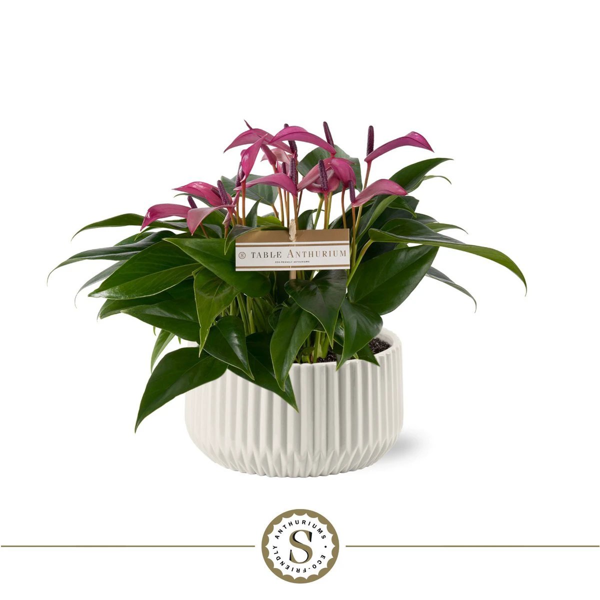 Madeira White Met Table Zizou by Blooming Luxury