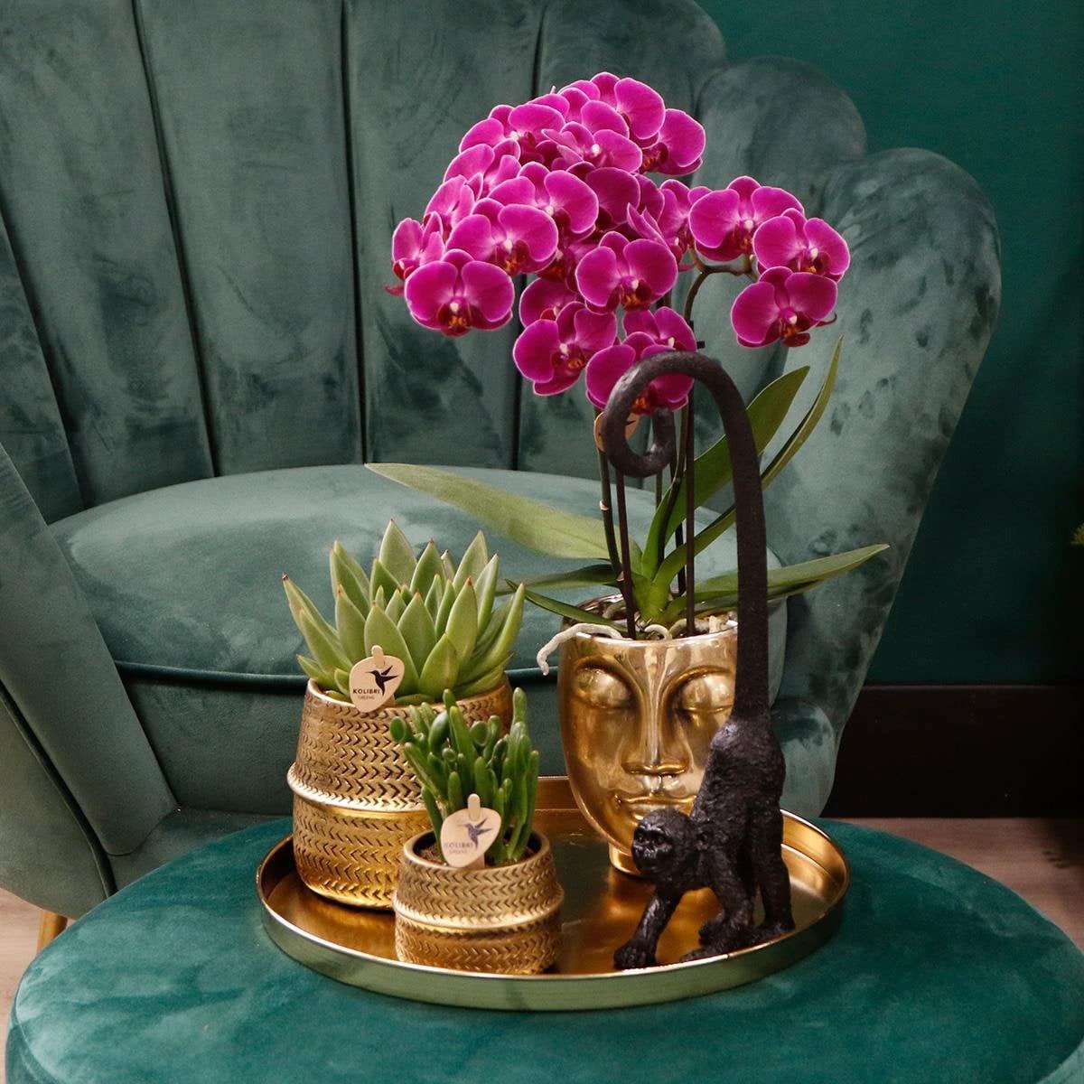 Kolibri-Orchideen | Kombi-Angebot mit 4 violetten Phalaenopsis-Orchideen – Morelia – Topfgröße Ø9 cm | blühende Zimmerpflanze – frisch vom Züchter von Kolibri Company