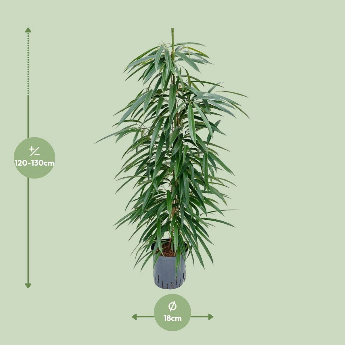 Ficus binnendijkii ‚Alii‘ (Hydro) – Ø18 cm – ↕110 cm von MEERgroothandel Planten