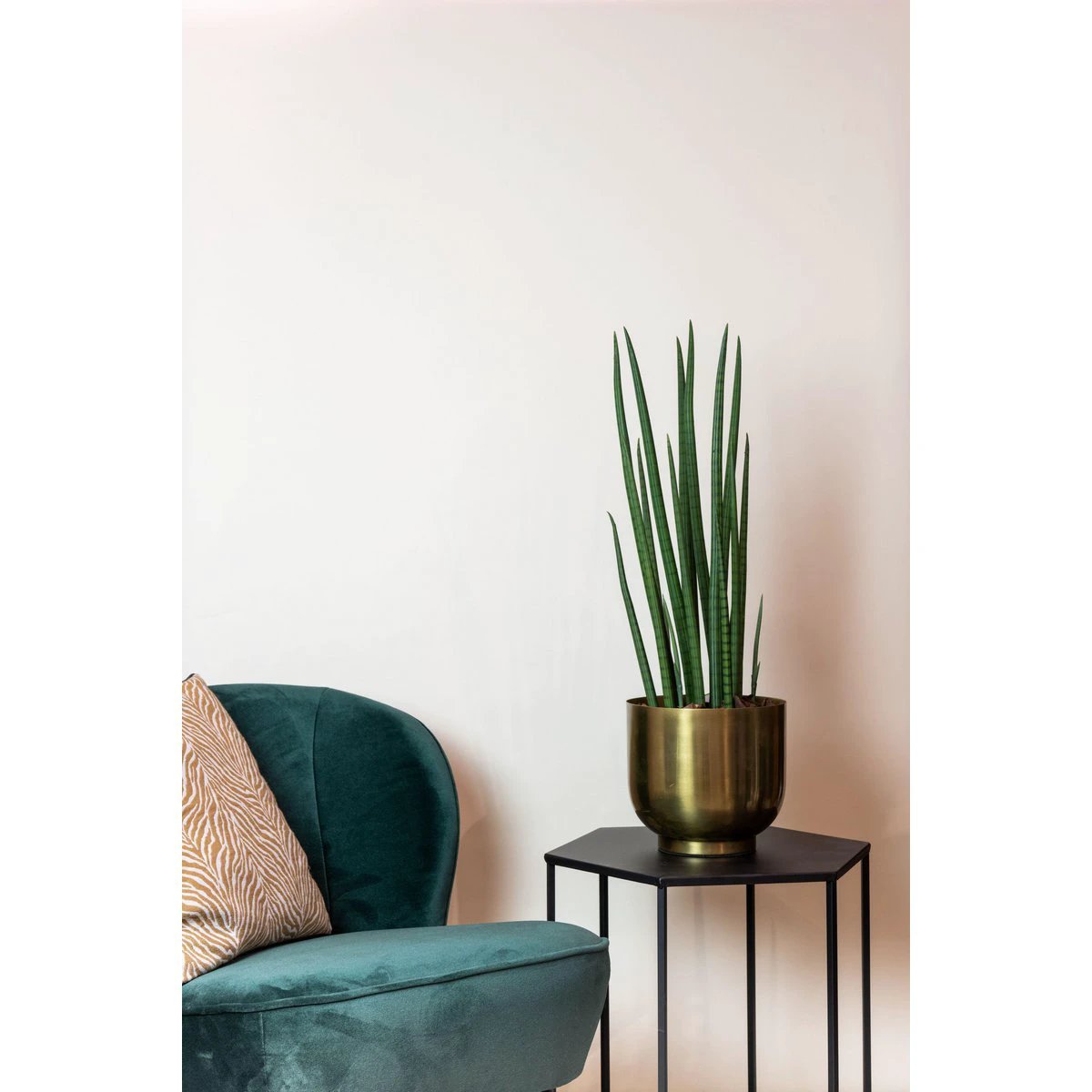 Art plant - Sanseveria Cylindrica - Woman tongue - 70 cm by Green boutiQ