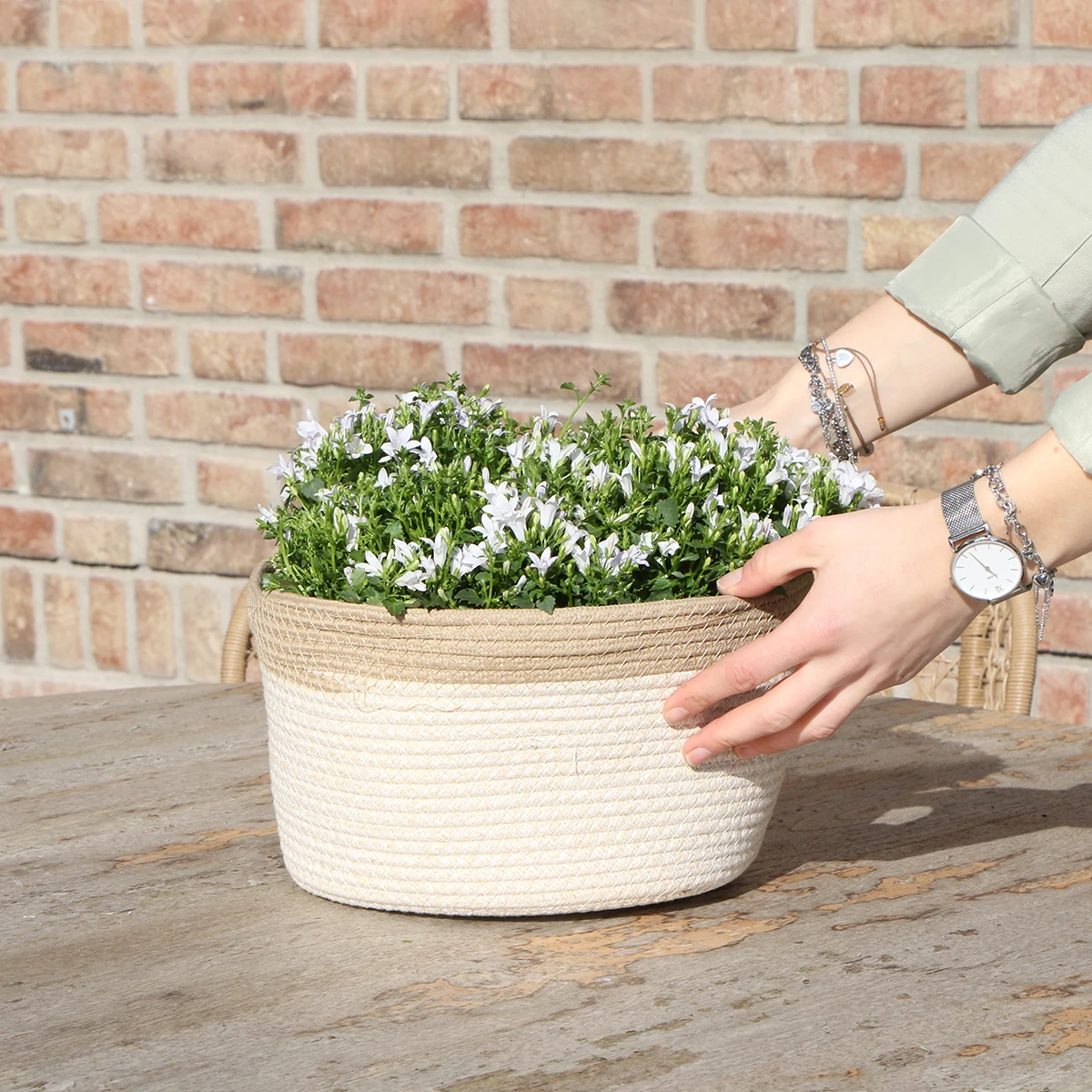 Campanula Addenda Ambella Weiß – Baumwoll-Skala mit Campanula mit Bewässerungssystem – 3 Stück – Klokjesbloem Weiß – Topfgröße 12 cm – Innen & Außen von Kolibri Company