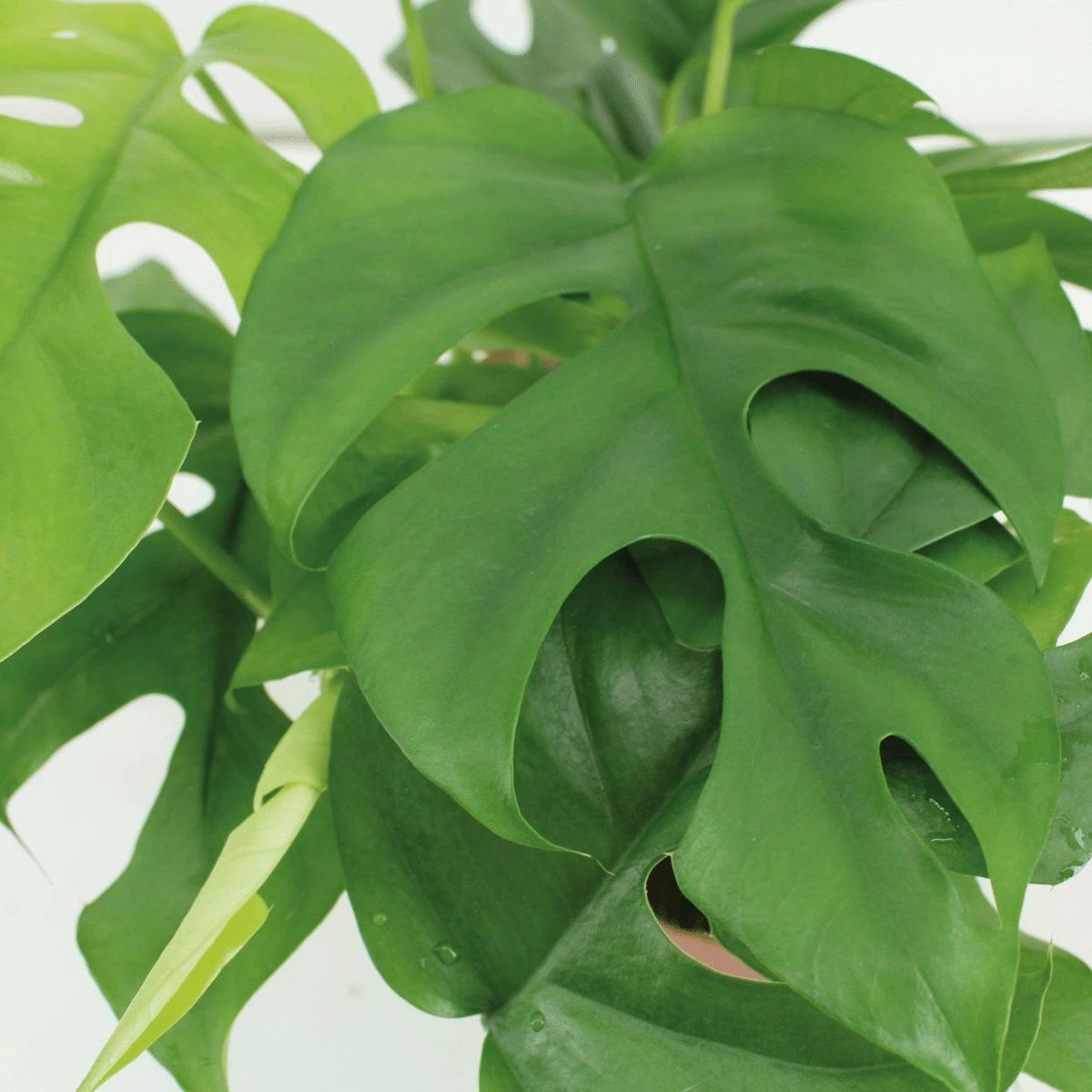 2x Monstera Minima - Gatenplant - 25cm - ø15 by MEERgroothandel Planten