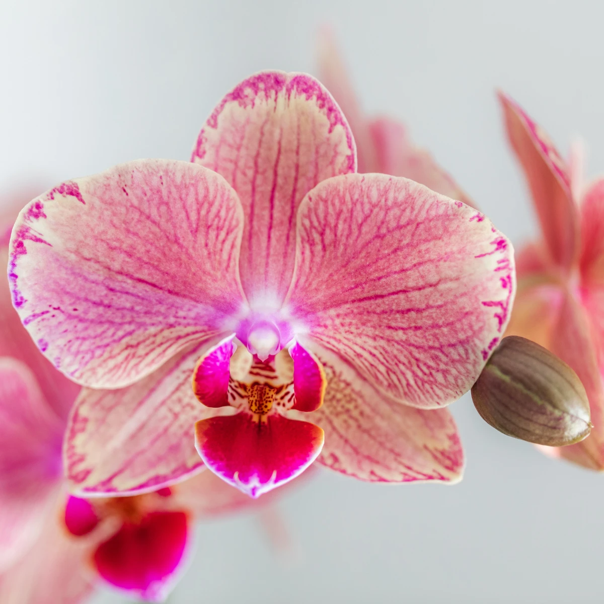 Kolibri-Orchideen | Kombi-Angebot mit 4 Phalaenopsis-Orchideen – Pirate Picotee – Topfgröße Ø12cm | blühende Zimmerpflanze – frisch vom Züchter von Kolibri Company