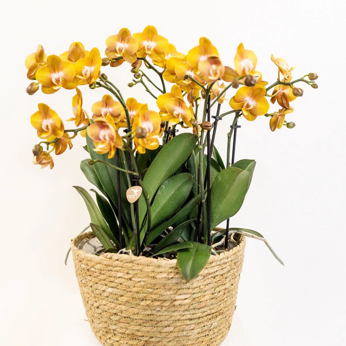Kolibri Orchids | Orange Orchid Set In Reed Basket incl. Water reservoir | Three Orange Orchids Las Vegas 12cm | Mono Bouquet Orange with self -sufficient water reservoir. by Kolibri Company