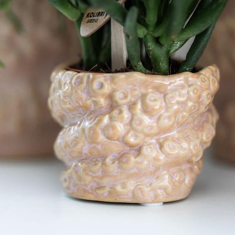 Hummingbird Company | Gift set Octopus Pink small | Green plant with old pink Phalaenopsis orchid in Octopus pink decorative pots on white organic tray by Kolibri Company