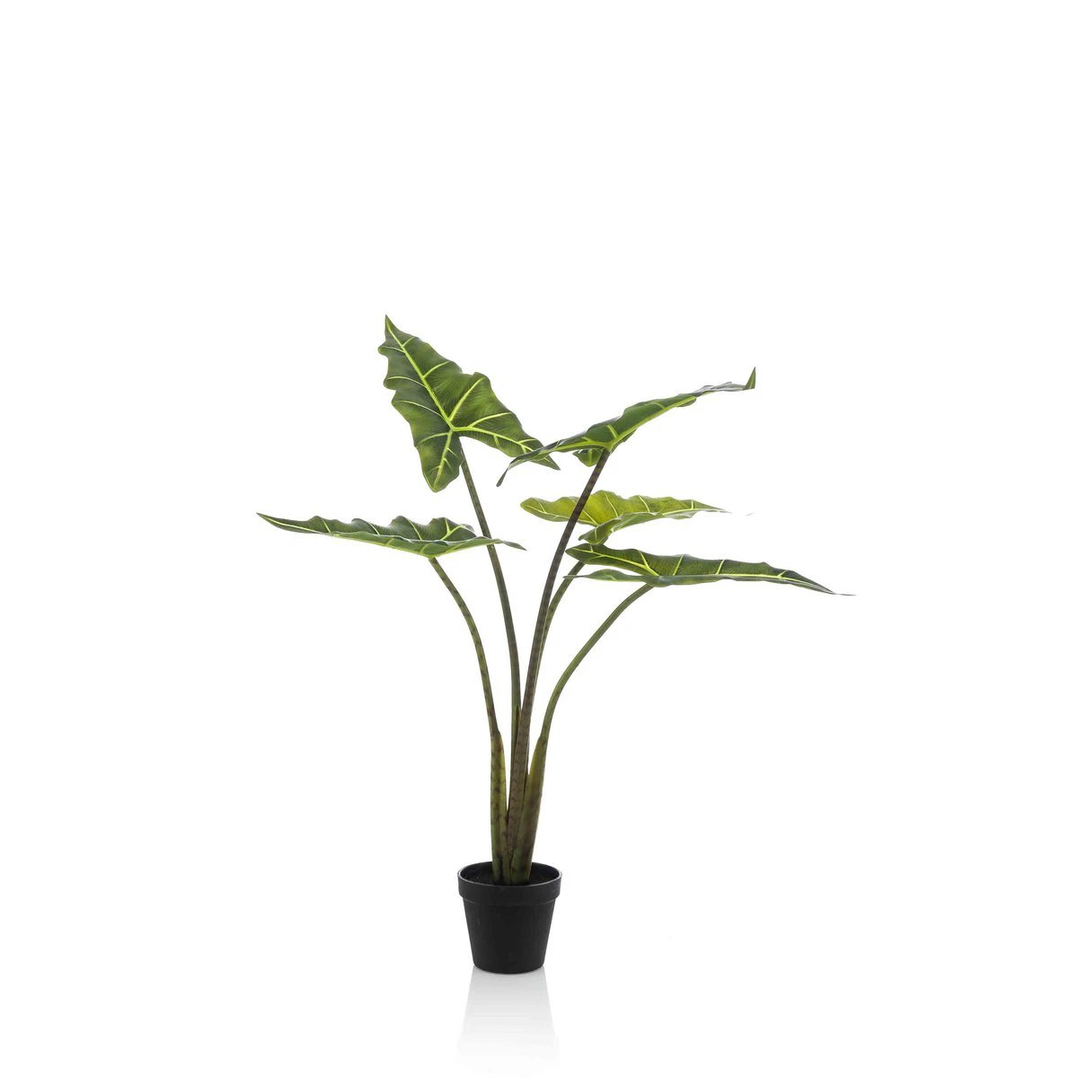 Art plant - Alocasia Frydek - Elephants ear - 80 cm by Green boutiQ